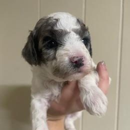 Peanut - Parti female Goldendoodle puppy in Maineville, Ohio from Danielle's Doodles