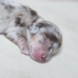 Ozzy - Dapple male Dachshund puppy in Pana, Illinois from Doxie Waggin Tails