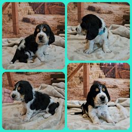 Basset Hound Puppies from Hounds All Night