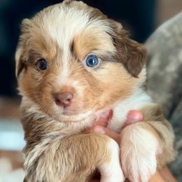 Teal collar - Red merle female Aussiedoodle puppy in 32046, Florida from River Hill Ranch