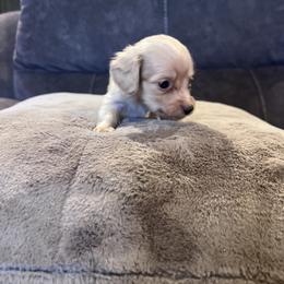 Dachshund Puppies from Low Rider Ridge Mini Doxies