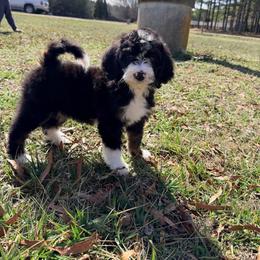 Luna - with training - Tri-color female Bernedoodle puppy in Boonville, North Carolina from Doods & Dolls