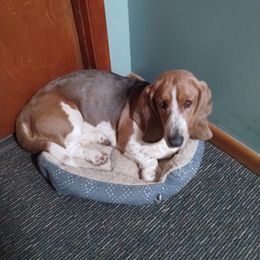 Bonnie - White black and red female Basset Hound puppy in Lexington, Kentucky from Breashae's  Pups