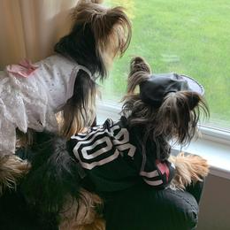 Yorkshire Terrier Puppies from Missy Lu Lap Puppies