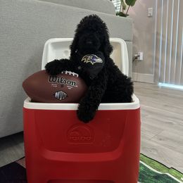 Poodle Puppies from Maison des Caniches