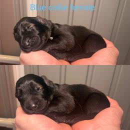 Blue Collar Girl - Sable female German Shepherd puppy in Universal City, Texas from Jaxinhaus German Shepherds