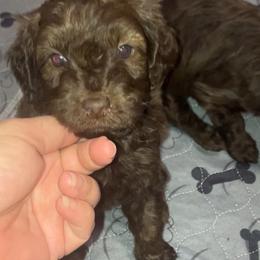 Woody - Brown male Bernedoodle puppy in Williston, Florida from Tera Caldwell