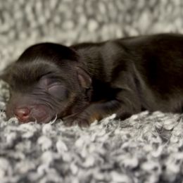 Tater - Red tri female Miniature Australian Shepherd puppy in Michie, Tennessee from Acton Aussies