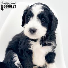 Monroe - female Australian Mountain Doodle puppy in Tipton, Indiana from Country Creek Doodles