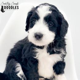 Monroe - female Australian Mountain Doodle puppy in Tipton, Indiana from Country Creek Doodles