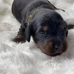 Dachshund Puppies from Hart Dachshunds