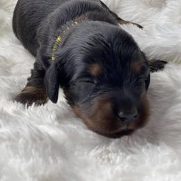 Dachshund Puppies from Hart Dachshunds