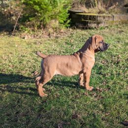 Boerboel Puppies from Askuwheto Boerboels