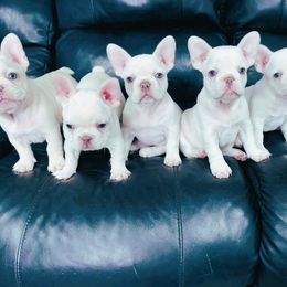 French Bulldog Puppies from Haas Frenchies LLC