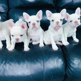 French Bulldog Puppies from Haas Frenchies LLC