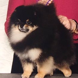 Sarabi - Pomeranian