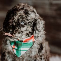 Brady - Merle Goldendoodle puppy in Morrow, Ohio from RemiRoodles