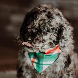 Brady - Merle Goldendoodle puppy in Morrow, Ohio from RemiRoodles