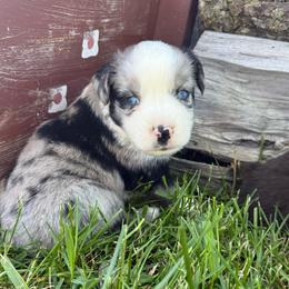 Jett - Blue merle male Miniature Australian Shepherd puppy in Marion, Michigan from Highland Hills Mini Aussies
