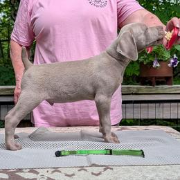 Calhoun - Silver gray male Weimaraner puppy in Evart, Michigan from Drehbar Weimaraners