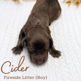 Cider - Chocolate male Goldendoodle puppy in Livermore, Colorado from Heritage Hills Family Doodles