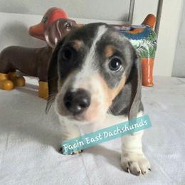 Cowlick - AKC - Fawn (isabella) and tan male Dachshund puppy in Selma, North Carolina from Facin East Dachshunds