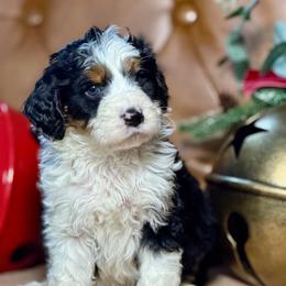 Cole - Black tri-color male Aussiedoodle puppy in Burbank, Ohio from Berns & Doodles