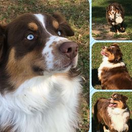Boogie - Australian Shepherd