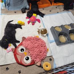 "Crate Trainging G liter" Black Russian Terrier Puppies from Beautiful Black Russian Terriers