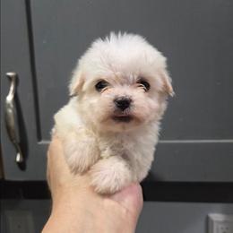 Mila - White female Maltipoo puppy in Everett, Washington from Meadows Ranch