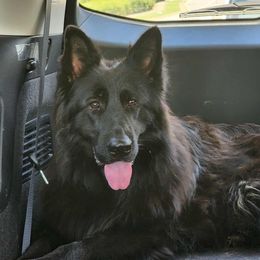 XANTIA Z DOLINY DEBOW - German Shepherd