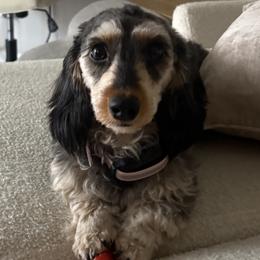 Ellie - Dachshund