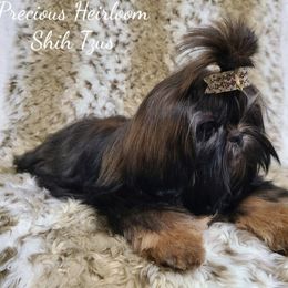 Sahara - Shih Tzu
