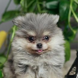 Rufus - Chocolate merle male Pomeranian puppy in Santa Clarita, California from Hollywood Mini Pets