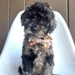 Kamikazi - Merle male Goldendoodle puppy in Mount Pleasant, Tennessee from Doodle My Heart