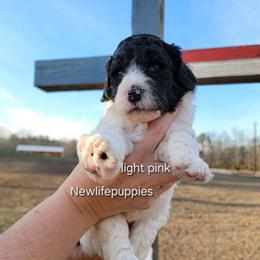 Pink Collar - Parti female Poodle puppy in Shelby, Alabama from New Life Family Farm