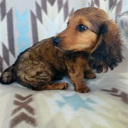 Boy 4 - Sable male Dachshund puppy in Oklahoma from DRB Dachshunds