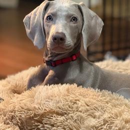 Rowena (Red) - Silver gray female Weimaraner puppy in Waverly, New York from Always Faithful Weimaraners