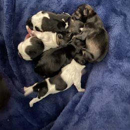 Miniature Schnauzer Puppies from Krystle's Miniature Schnauzers