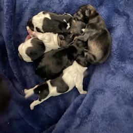 Miniature Schnauzer Puppies from Krystle's Miniature Schnauzers