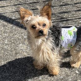 Chihuahuas and Yorkshire Terriers from Rosa's Chihuahuas