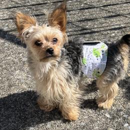 Chihuahuas and Yorkshire Terriers from Rosa's Chihuahuas