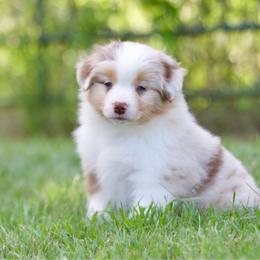 Rmf - Red merle female Miniature American Shepherd puppy in Stephenville, Texas from Diamond H Aussies