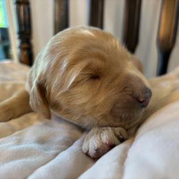 Girl 1 - Apricot female Goldendoodle puppy in Mattawan, Michigan from Doodifuldoods