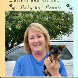 Biewer Terrier and Yorkshire Terrier Puppies from Southeast Biewers