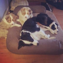 Australian Shepherd Puppies from Black Pond Australian Shepherds