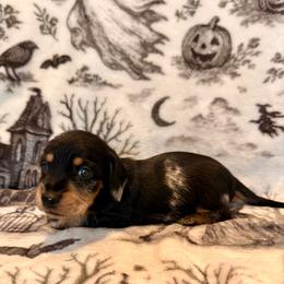 Hollywood - Dapple male Dachshund puppy in Nampa, Idaho from 208 Wiener Wiggle Butts LLC
