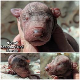 Coral - Red female Xoloitzcuintli puppy in Apple Valley, California from Barefoot Xoloitzcuintle