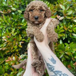 Peep - Red  female Goldendoodle puppy in Calera, Alabama from Red Mountain Minis