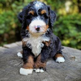 Bernedoodle Puppies from Beartown Doodles